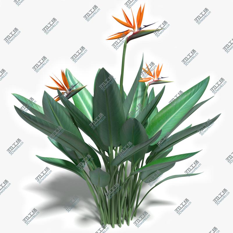images/goods_img/202105073/Bird of Paradise/1.jpg